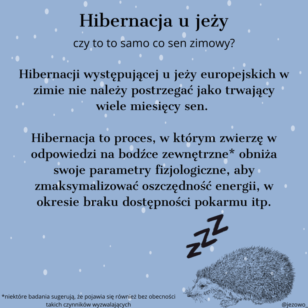 hibernacja u jeży
