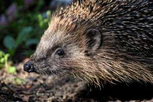 hedgehog 4412730 1280