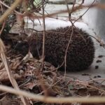 O badaniach jeżowych, czyli mój doktorat w skrócie
